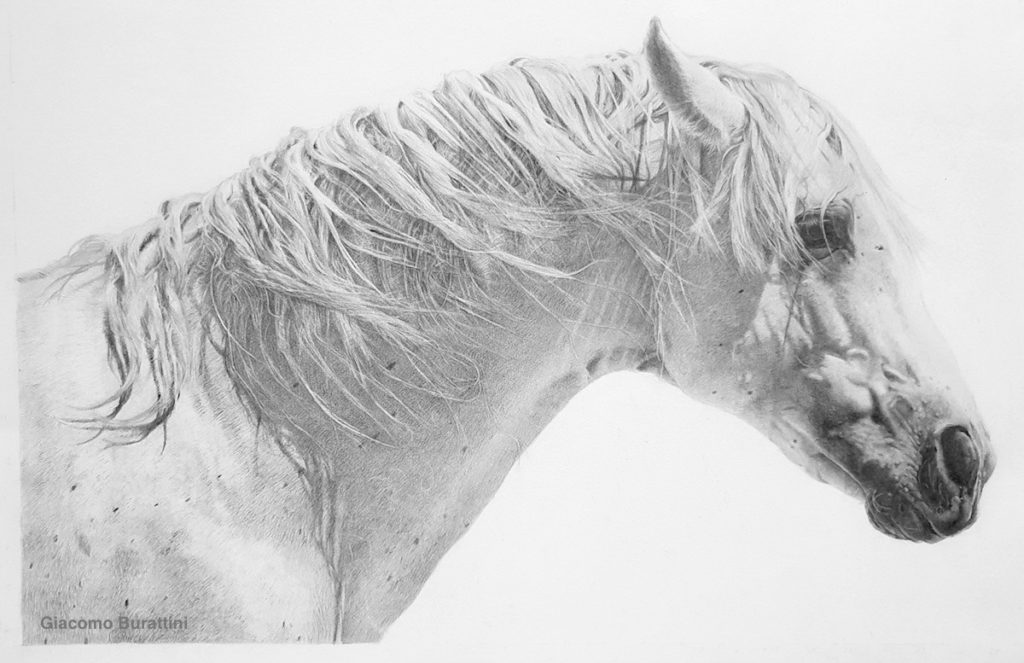 a pencil drawing of a horse helps express drawing tips for beginners