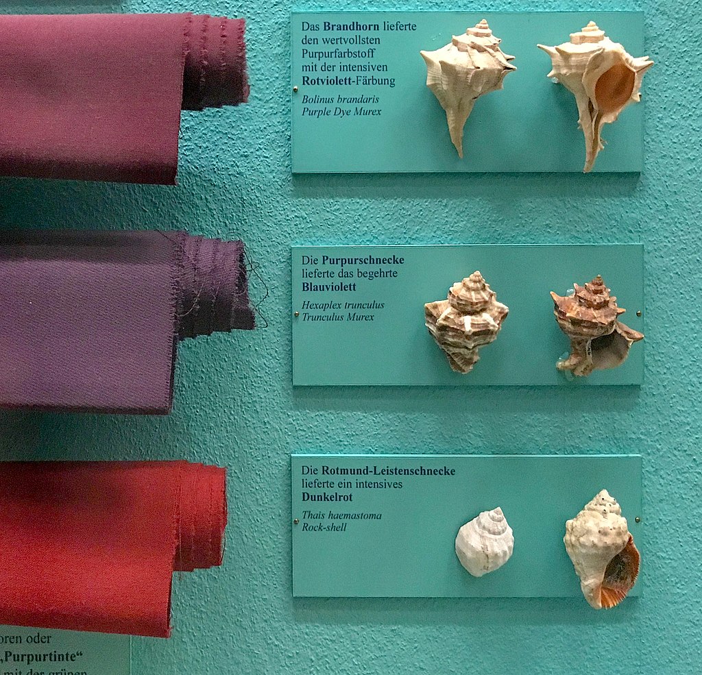 This exhibit in the Museum of Natural History in Vienna features fabrics dyed from different species of sea snail, similar to how ancient people extracted the purple color. 