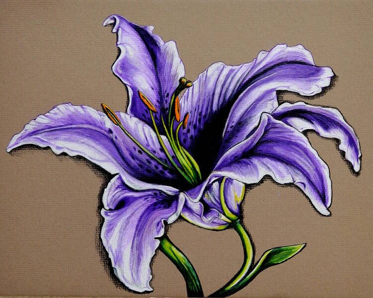 the color purple lily flower drawing by Kathleen Fiorito with vibrant lavender color