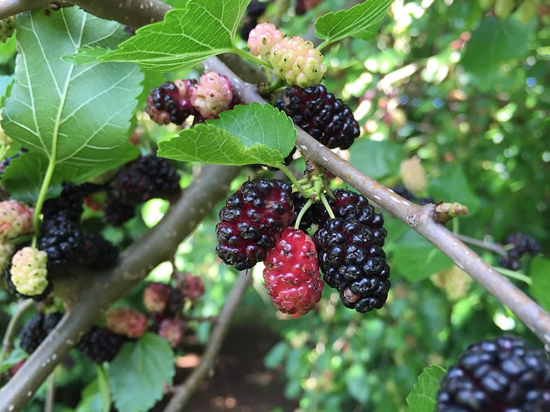 Purple colors from food items like mulberry fruit on vines. 