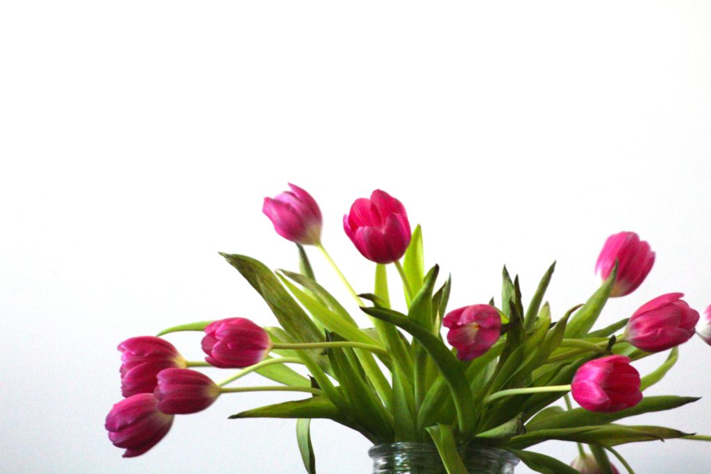 A vase of pink tulip flowers with green leaves on a white background