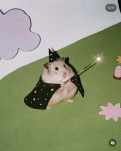wizard gerbil