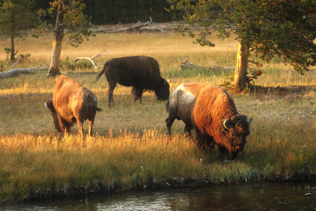 golden hour sunset sunrise photography vacation photos yellowstone wyoming buffalo bison 