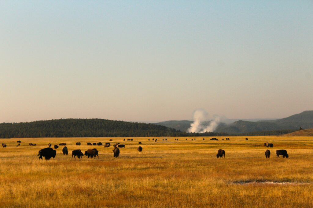 Bison in Yellowstone National Park, Photograph taken by Brianna Eisman – Artsy Drawings and posted on Pexels