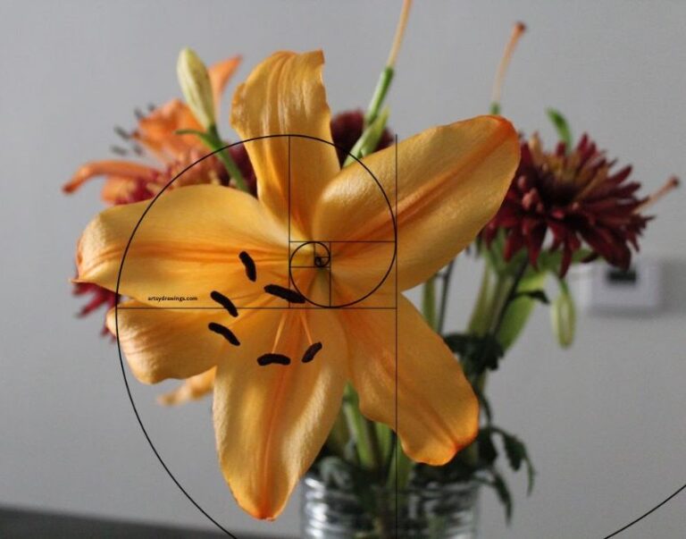 flower drawing art artsy drawings brianna eisman photography art fibonacci spiral