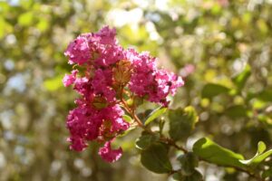 flower crape myrtle photography by Brianna Eisman 