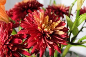 flower drawing - flower photography by Brianna Eisman