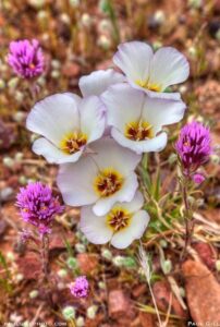 sego lily purple 