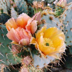 The Prickly Pear Blossom Aesthetic cactus art print, plant wall decor
