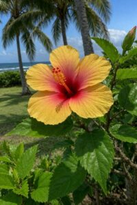 hibiscus summer flower glisten glow golden light sweet smell