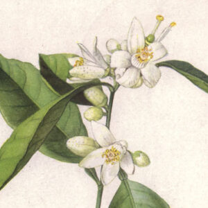 Orange Blossom