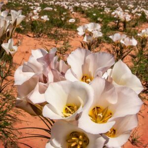 sego lily