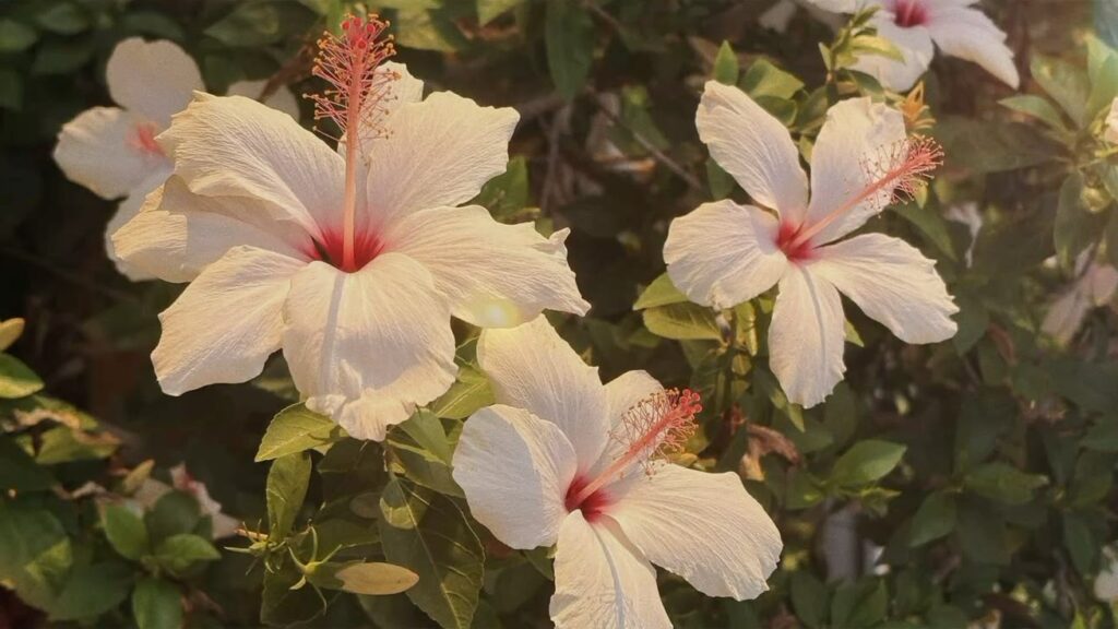 hibiscus summer flower glisten glow golden light sweet smell