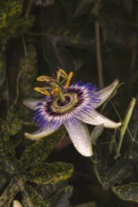 passion flower
